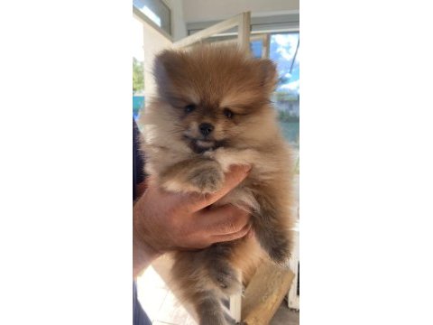 Minik pomeranian kızıma yuva arıyorum