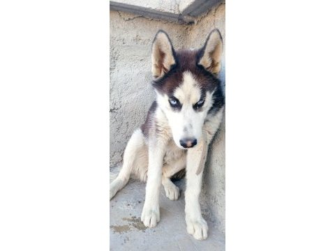 Sibirya kurdu 9 aylık sahibinden