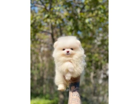 2.5 aylık orijinal pomeranian boo yavrular