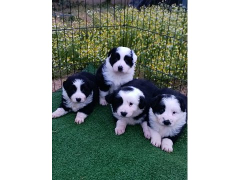 Border collie yavrular