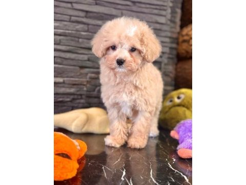 Akıllı ve tüy dökmeyen karakteriyle maltipoo yavrusu
