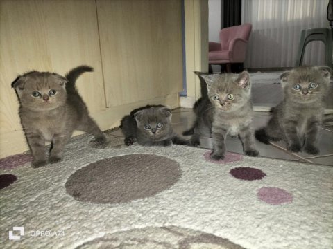 50 günlük scottish fold kediler