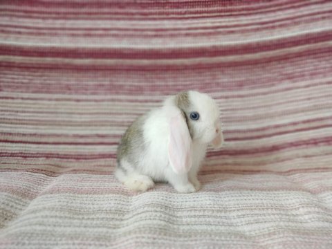 Cüce lop miniatur lop cüce tavşan çiftliği