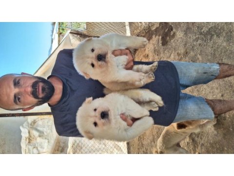 Sağlık ve ırk garantili chow chow yavrularımız