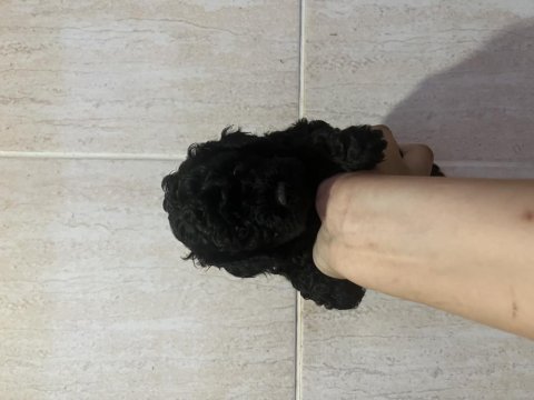 Kore kan siyah toy poodle bebekler