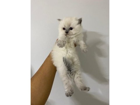 British shorthair blue point