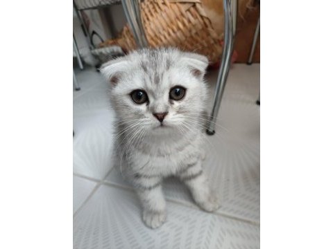 British shorthair ve scottish fold yavrularımız