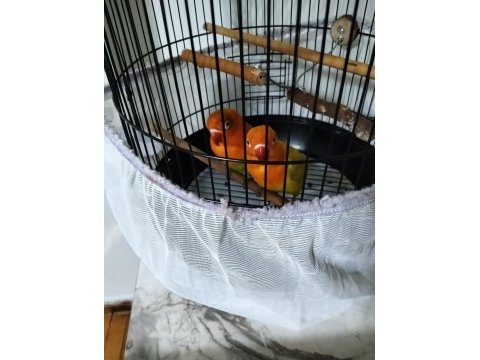 Cennet papağanı sevda papağanı 6 aylık