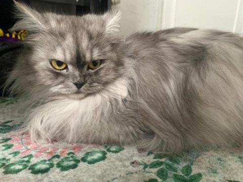 2 yaşında chinchilla dişi