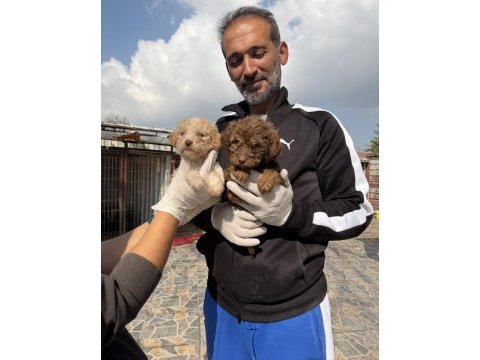 Dev poodle çok şirin yavrular ruhsatlı çiftlik 