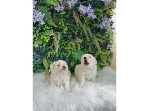 0 numara maltese terrier dişi ve erkek yavrularımız