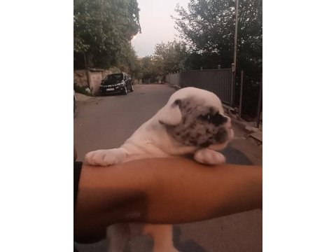 Irk güzeli bulunmayacak muhteşem french bulldog yavrular