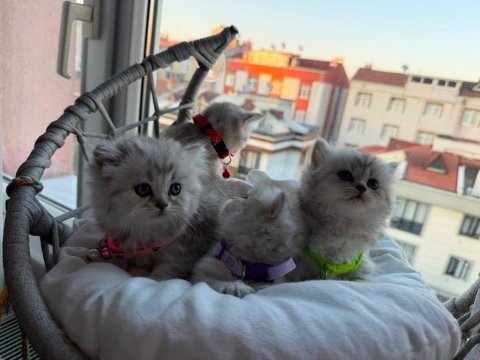 Longhair shorthair yavru kediler