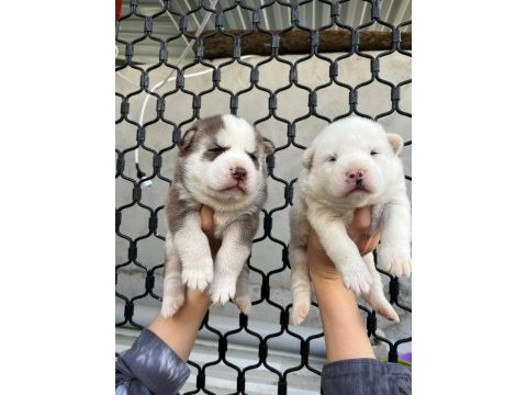 Mavi gözlü muhteşem husky yavruları