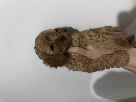Yavru toy poodle