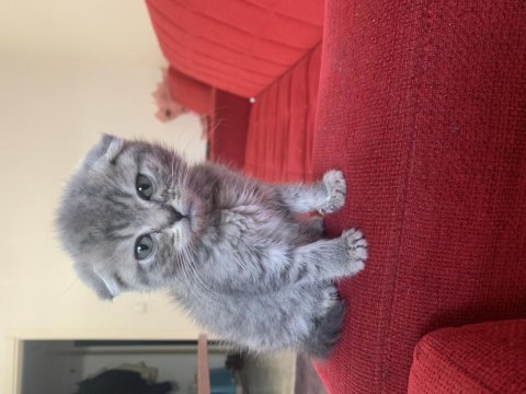 Scottish fold erkek 55 günlük yavru