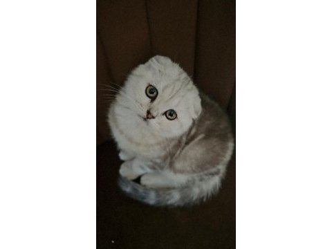 Beyaz scottish fold yavrumuza yeni yuva arıyoruz