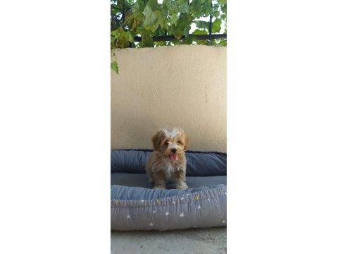 Maltes terrier