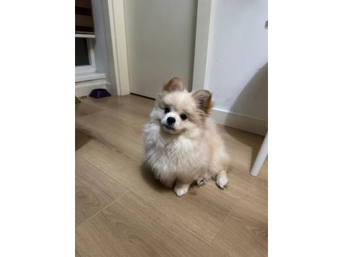 Tatlı pomeranian pekinez kırması