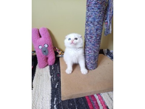 Pofuduk scottish fold white