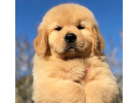 Golden retriever yavrularımız