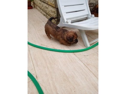 5 mayıs doğumlu tibet spaniel yavruları