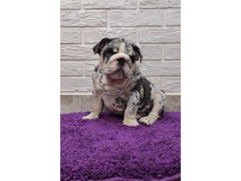 Sitenin en güzel ingiliz bulldog bebekleri