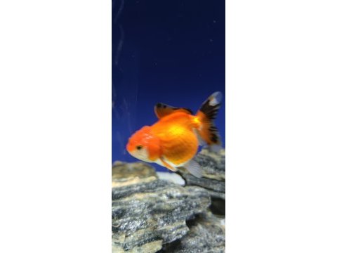 Oranda japon balığı