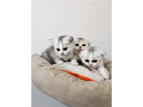 4 tane yavru british shorthair 2 silver 2 golden