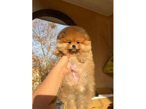 A kalite pomeranian bebeğimiz