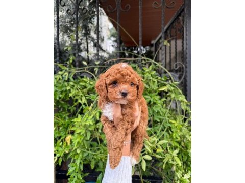 Teacup kore maltipoo yavruları