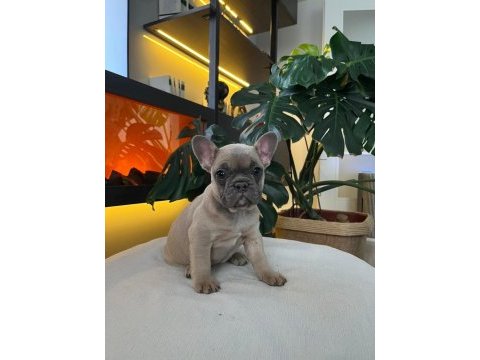 Egzotik french bulldog yavrular harika renkler ve anatomi