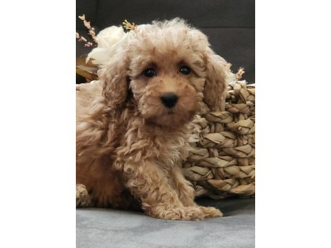 Veteriner teknikerinden sevimli toy poodle