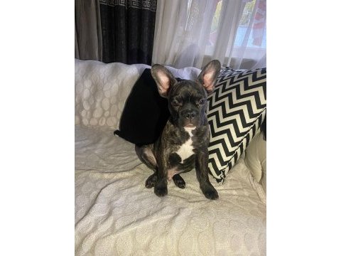 Fransız bulldog üç aylık