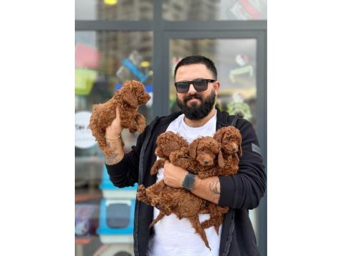 Teacup koyu renkli toy yavrularımız