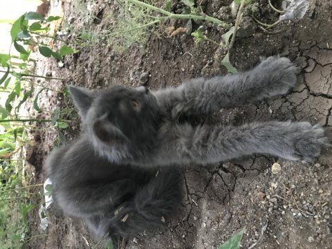 3 aylık yavru kediye kalıcı yuva arayışımız vardır