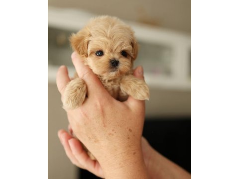 Mini boy maltipoo bebekler