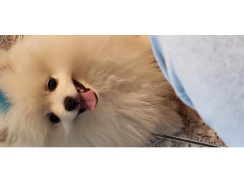 3 aylık pomeranian aşılı yavrum