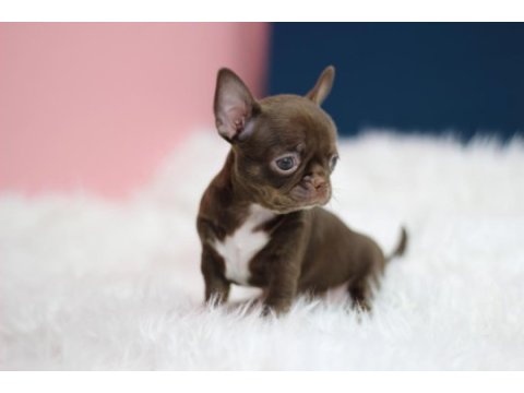 Show teacup chocolate chihuahua