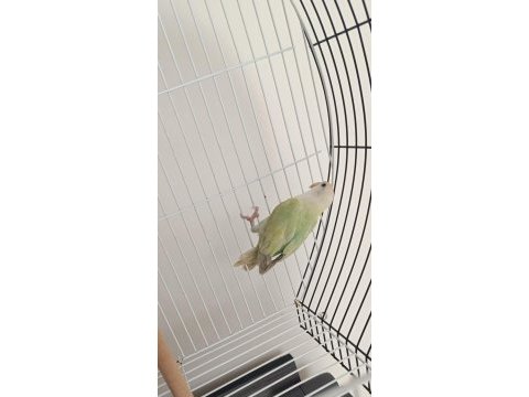 Erkek sevda papağanı ismi kavun