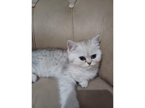 Teslime hazır dişi british shorthair yavrumuz