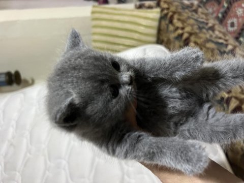 2 tane yavru orjinal british shorthair