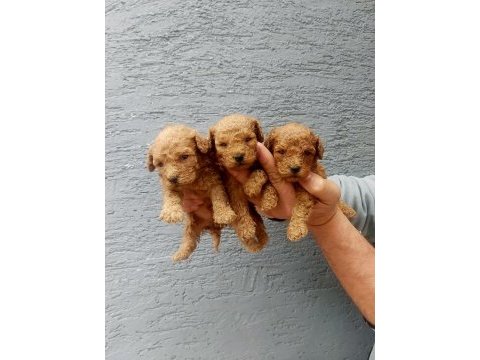 Toy poodle tatlı yavrular