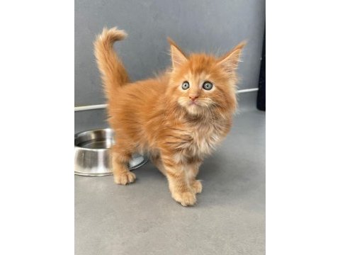 Mainecoon secereli faturalı show class red erkek 1 aylık