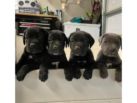 Evinizin yeni üyesi cane corso kapıda ödeme vardır