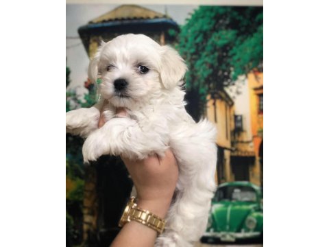 Kore kan maltese terrıer yavrualrımız
