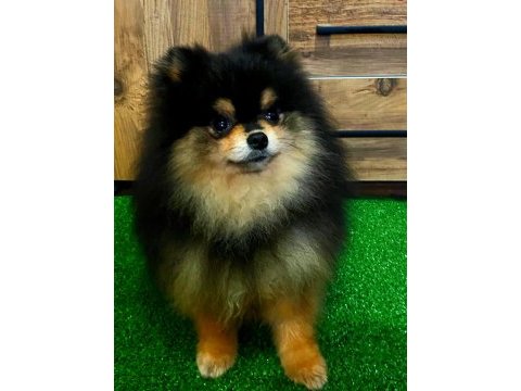 11 aylık teddy bear erkek pomeranian