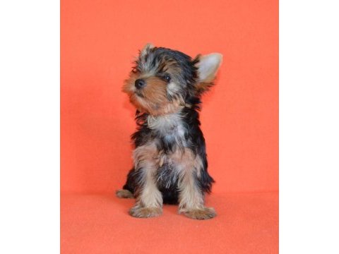 Mini erkek yavru yorkshire terrier