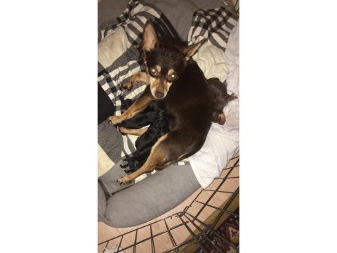 4 erkek 1 dişi minyatür pinscher yavruları