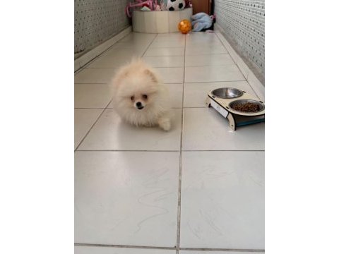 Ayı yüz pomeranian boo